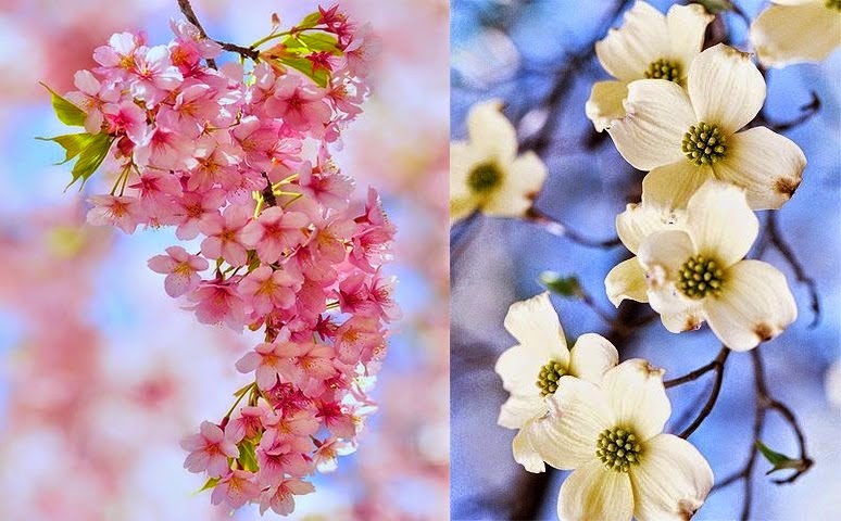 Classy Cards ’n Such: CCNS Challenge #81 Cherry Blossoms /Dogwood