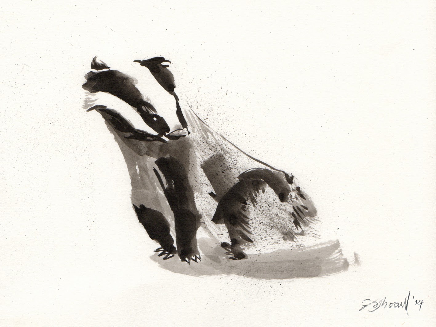 emma.illustration: FOR SALE | Badger ink drawings