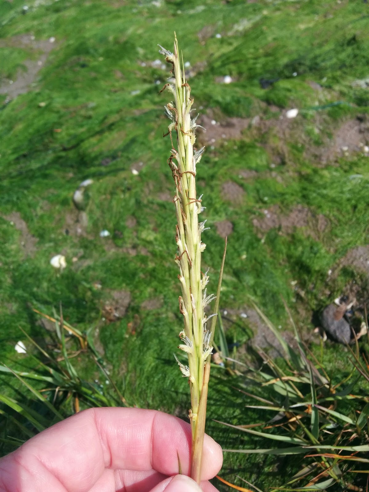 Wild Life Common Cordgrass