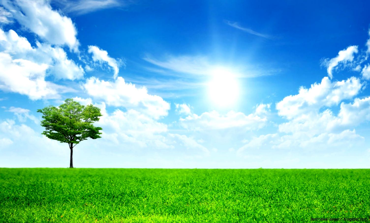 Pictures of Sunny Days and Fields