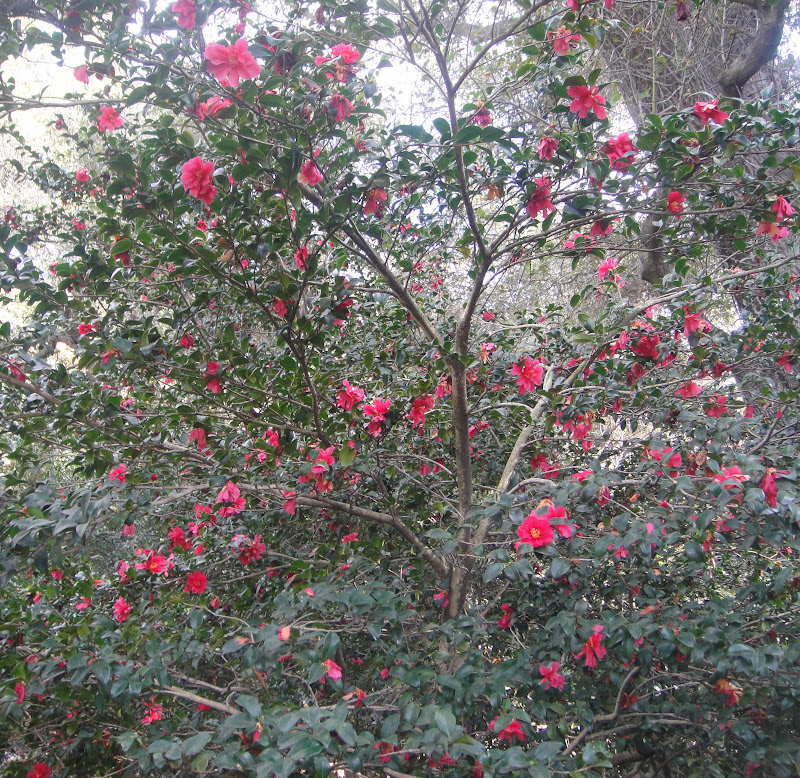 7 Best Camellia Plant Images In 2020 Camellia Plant Camellia