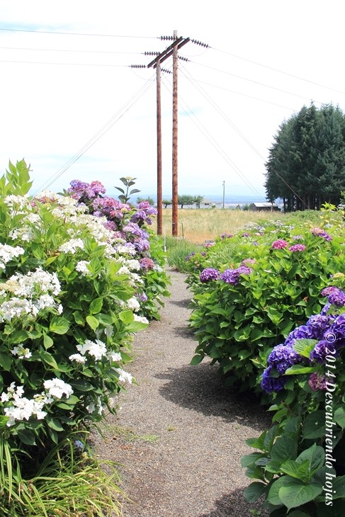 Descubriendo hojas: Vivero Joy Creek. #gbfling14