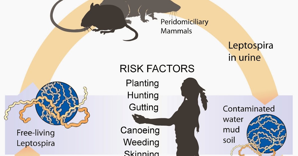Pest Control Mice, Mice Pest Control Diseases Spread By Mice