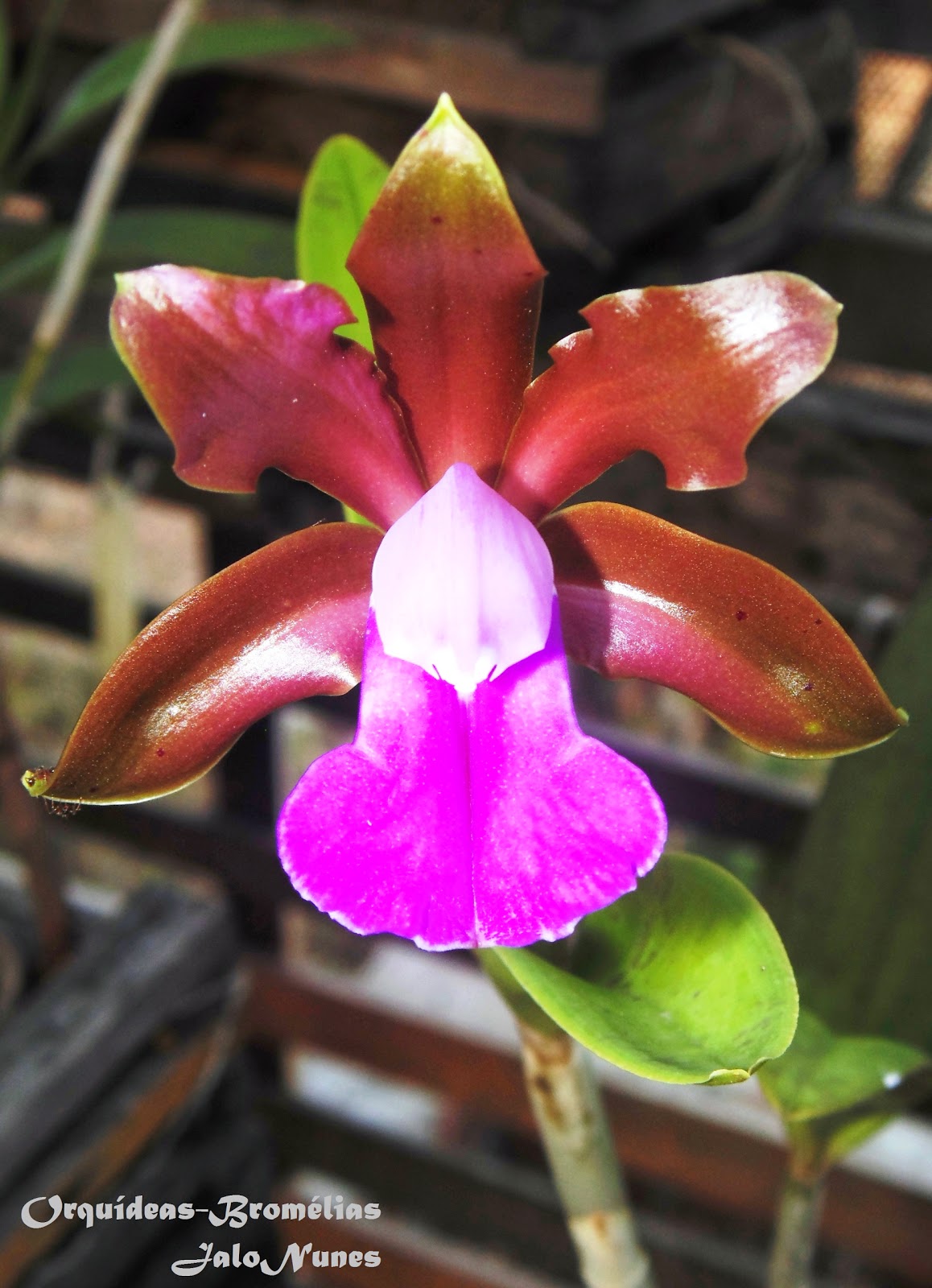 ORQUÍDEAS * BROMÉLIAS: 143 - Orquídea: Cattleya Bicolor Brasiliensis