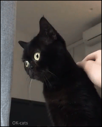 Manipulated Cat GIF • Look at this black beauty with smushy face and big yellow eyes. She is thinking deep thoughts Manipulated Cat GIF • Look at this black beauty with smushy face and big yellow eyes. She is thinking deep thoughts