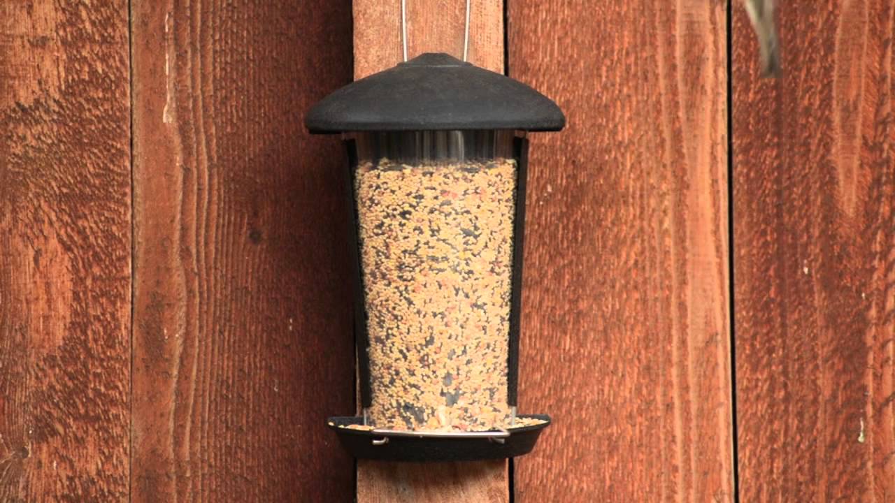 Bird In Everything Wall Mounted Bird Feeders