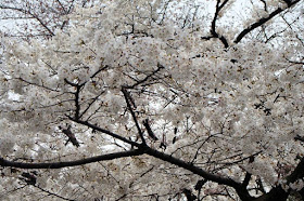 White Sakura Tree in Ueno Tokyo Japan