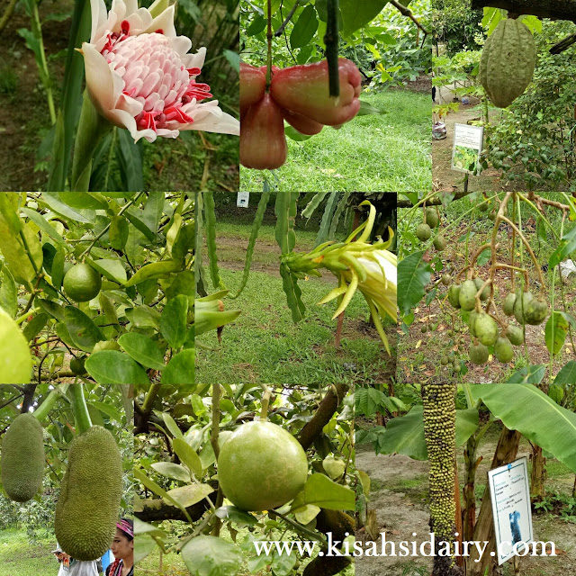 Desaru Fruit Farm Kota Tinggi Johor