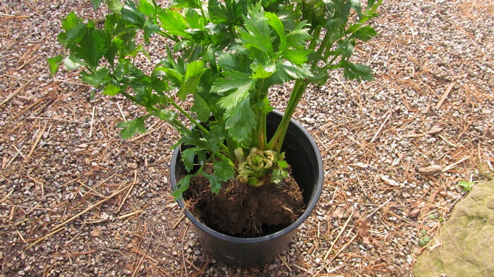 Ohiofarmgirl's Adventures In The Good Land Potting up celery and