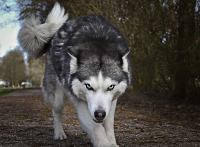 #841 El lobo y las siete cabritas