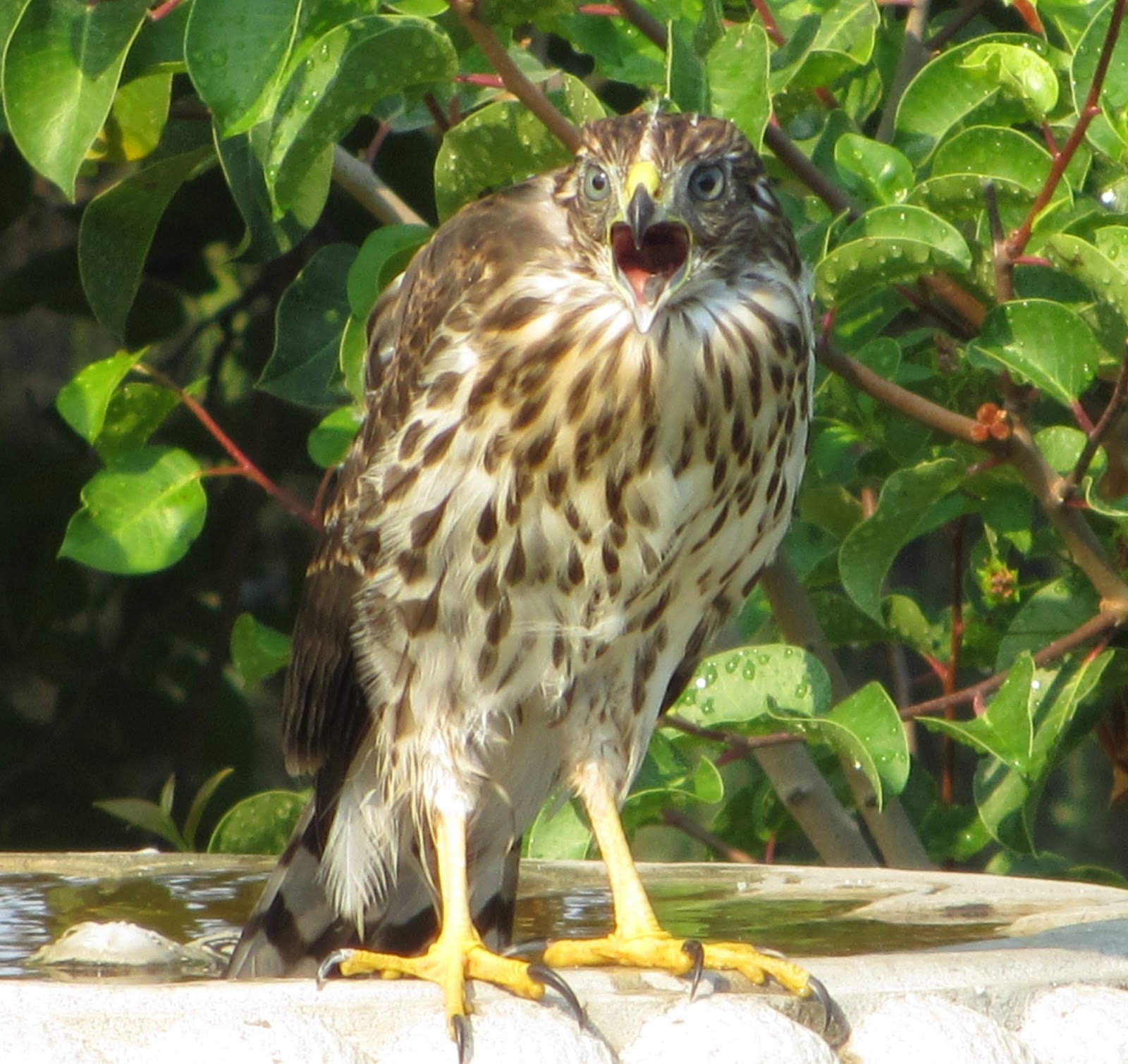Cannundrums Cooper's Hawk