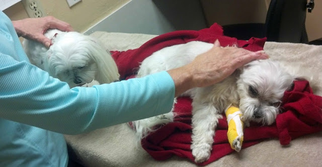 Shih Tzu com Giárdia: saiba como evitar