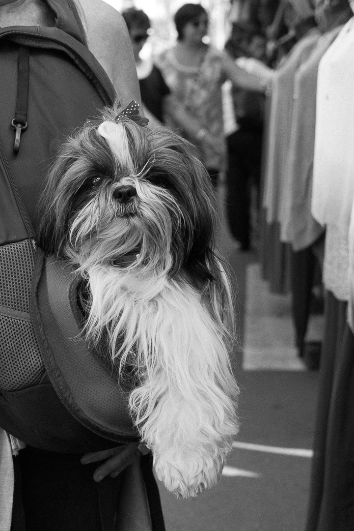 RIVIERA DOGS Front Pack Dog