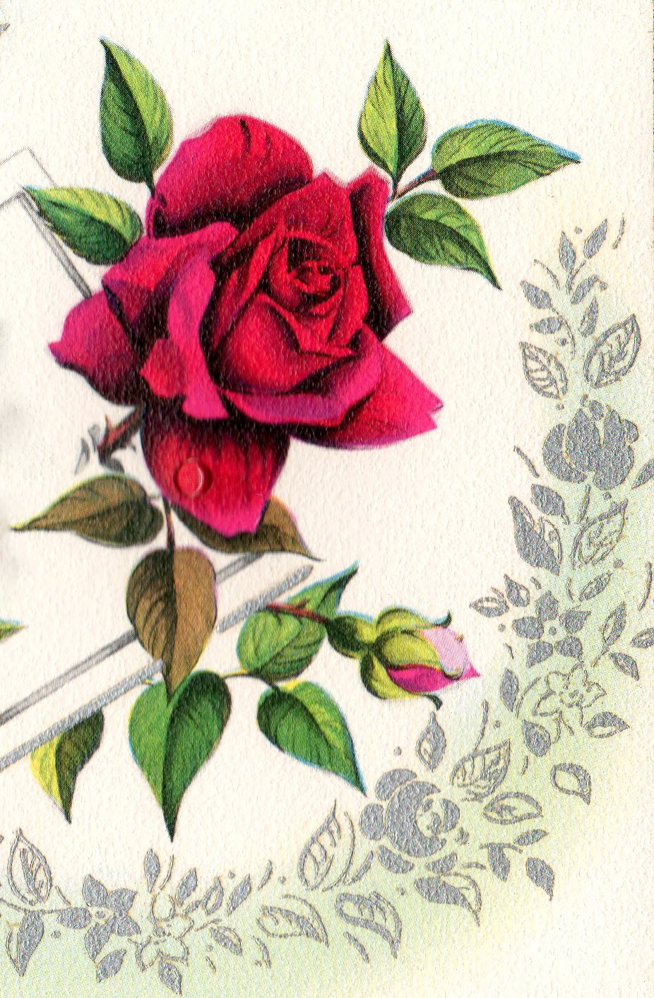 Images d'autrefois Roses... images anciennes