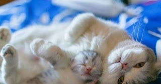 Блог Кота Васьки С мамой так спокойно