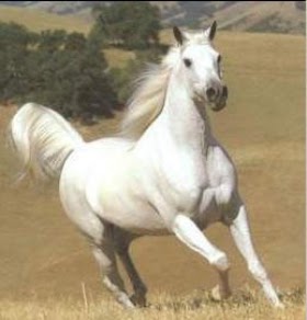 الخيول العربية الاصيلة