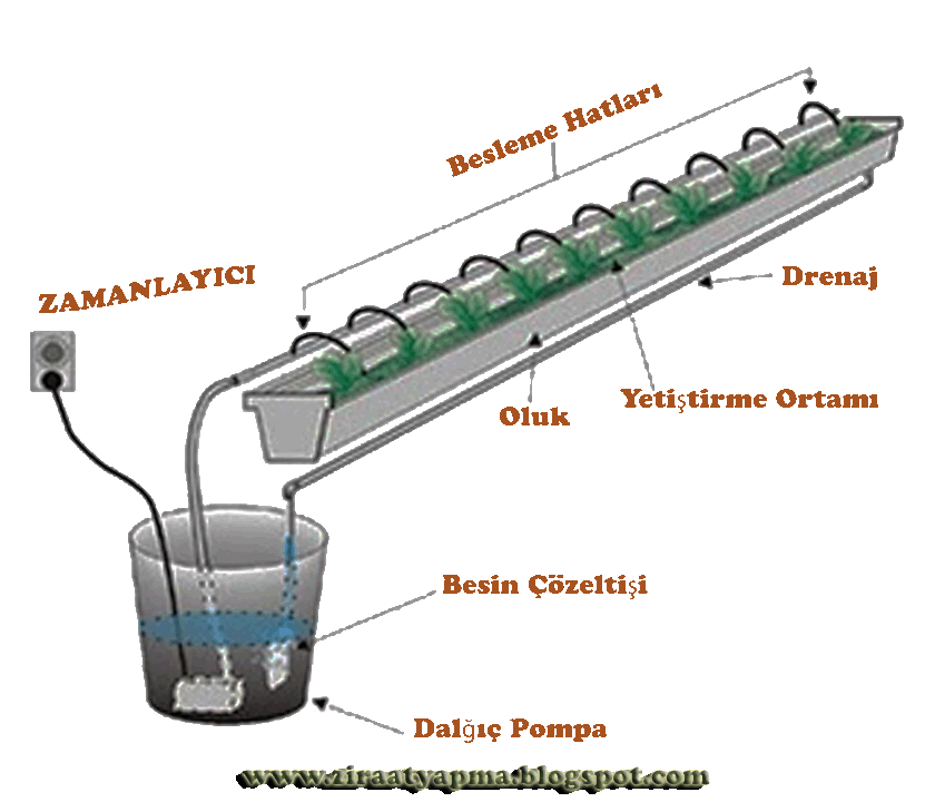 Tarim Siteniz Cilekte Topraksiz Tarim Uygulamalari