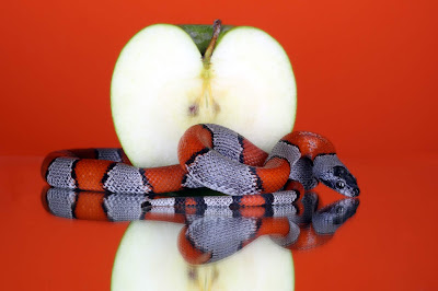 Serpent and Fruit