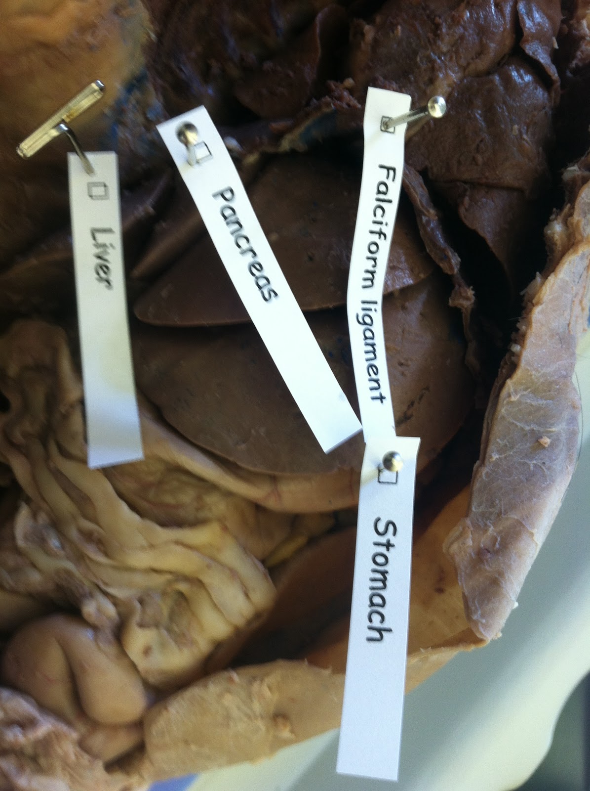 Cat Dissection Digestive System Labeled