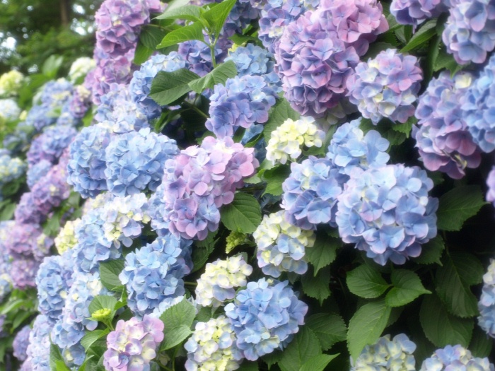 Japan's "Unique": Hydrangea
