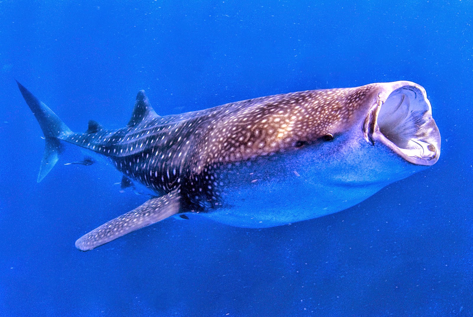 Китовая акула. Китовая акула планктон. Китовая акула Rhincodon typus. Китовая акула питается планктоном.