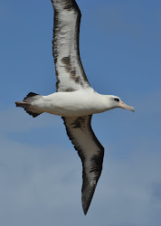 albatross laysan flight hawaiian businger steven birds weather happy why