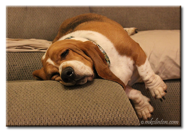 Bentley Basset stretched out on couch and foot rest