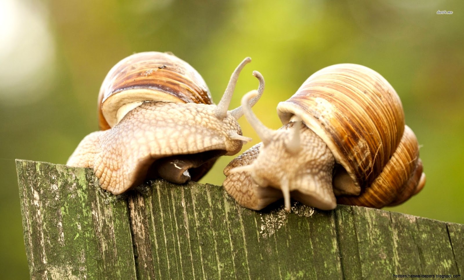 Snail Wallpaper