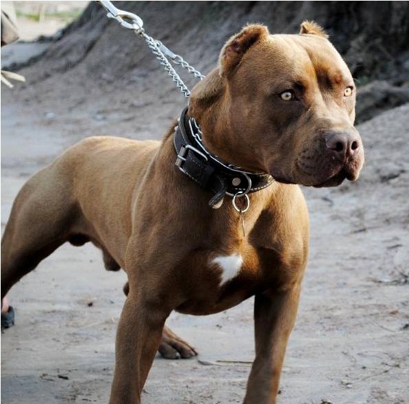 Um Pouco sobre Tudo Pit Bull Raça de cão Galeria de fotos Um Pouco sobre Tudo Pit Bull Raça de cão Galeria de fotos