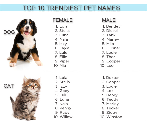 The Shelter Girl Pet Names and Tapeworms