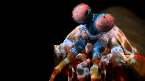 pics Spearing Mantis Shrimp Gif prawn killer thumb splitter must