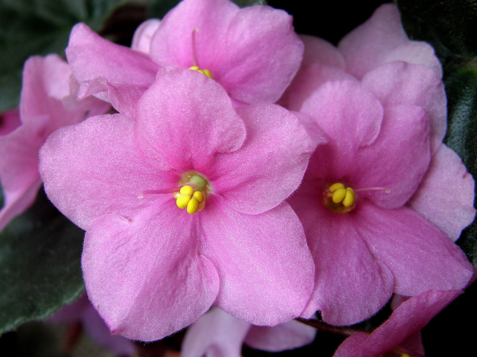MHM photos: African violet in a pink tone.