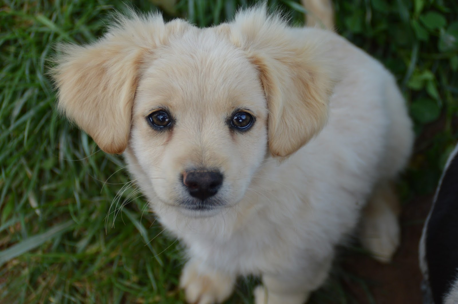 Hunde aus ZentralPortugal adoptieren Tiffany