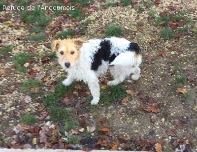 CLOE - fox terrier  3 ans - Refuge de l'Angoumois à Mornac (16) CLOE16