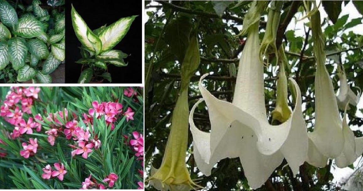 JENIS - JENIS TANAMAN BERACUN YANG MENAWAN | TIPS & CARA