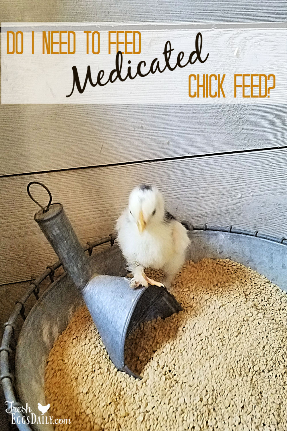 Do I Need to Use Medicated Chick Feed? Fresh Eggs Daily®