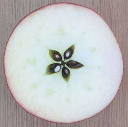 Apple cut cross section