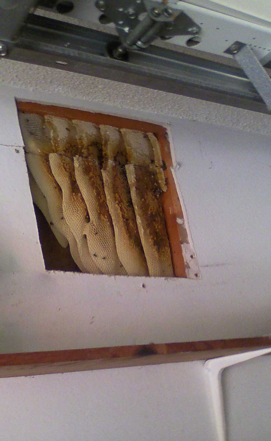 ALL Florida Recent Bee Removals: Sorrento Honey Bee infestation in Garage Wall How To Get Bees Out Of Garage