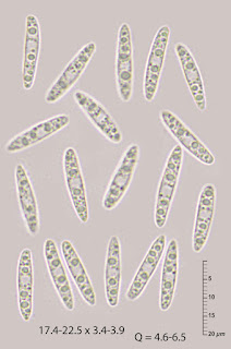 Hymenoscyphus sp.