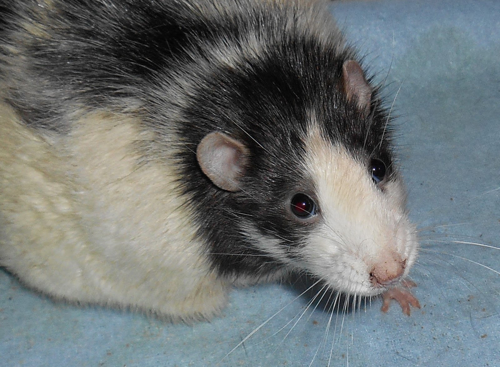 Dark Thoughts Things You Should Know Before Buying a Pet Hamster or Rat