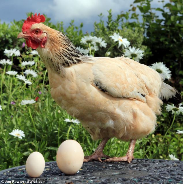 Gambar Pelik Telur Ayam Besar - 1malaysianews