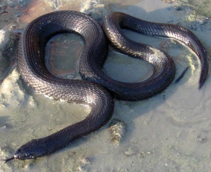 Biodiversity of Cyprus by NGO Protection of the Natural Heritage and