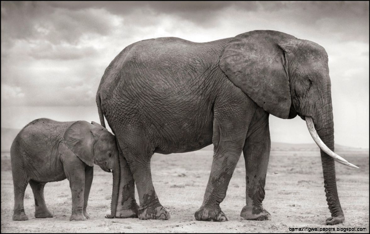Nick Brandt   Elephant Mother with Baby at Leg Amboseli at 1stdibs