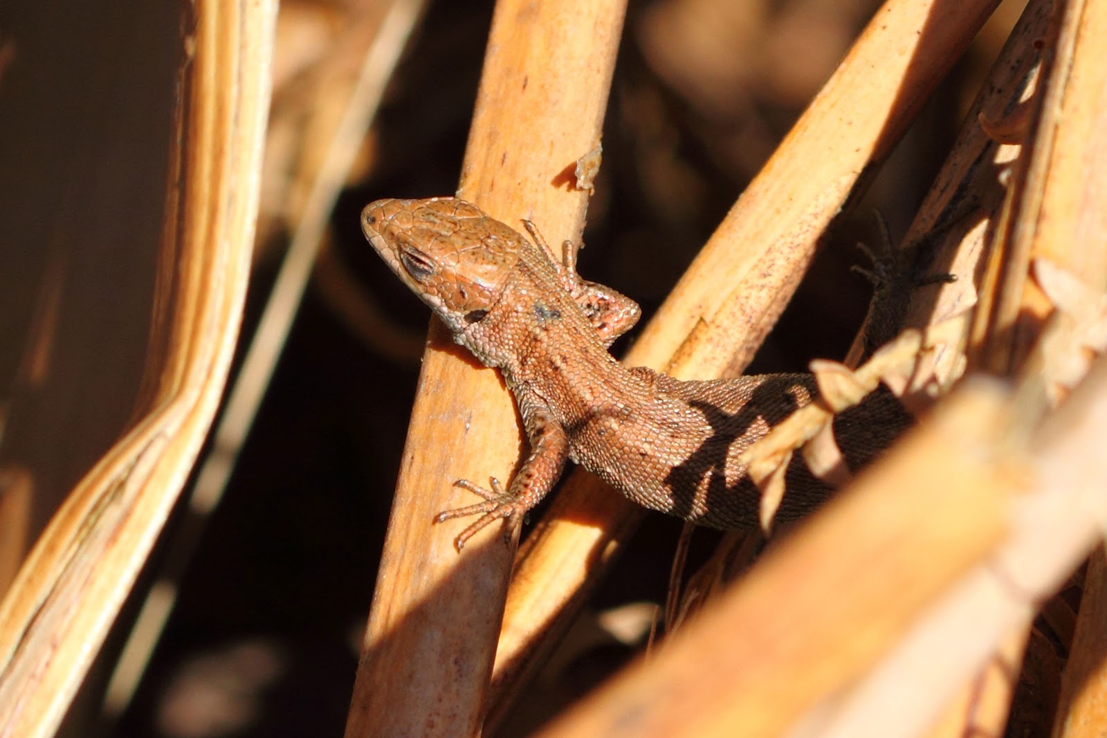 Snakes in the Forest of Dean: June 2012