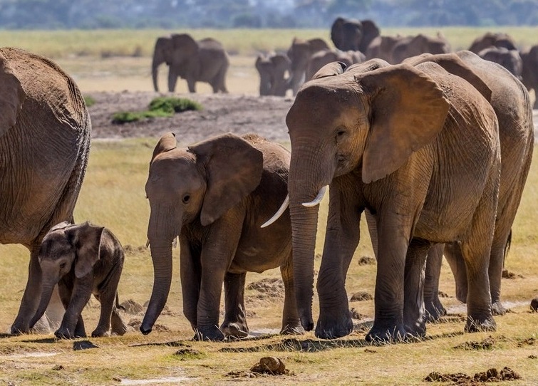 20 Arti Mimpi Melihat Gajah Mengamuk Masuk Rumah Berlari Dll Mimpi Melihat Posi Gajah Dan Anaknya