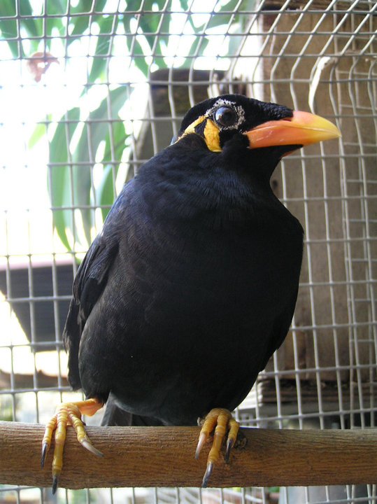 i love mynah bird Mynah BirD Breeding