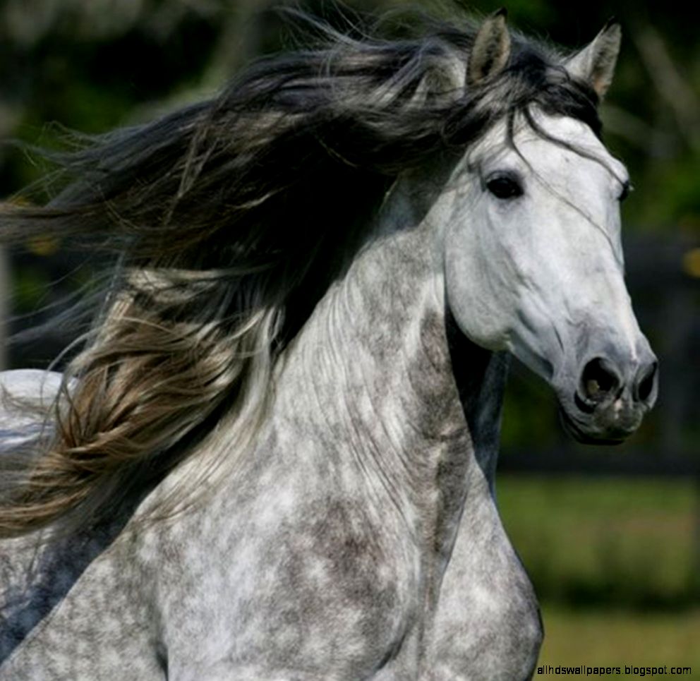 Dapple Grey Andalusian Stallion  Best Background Wallpaper