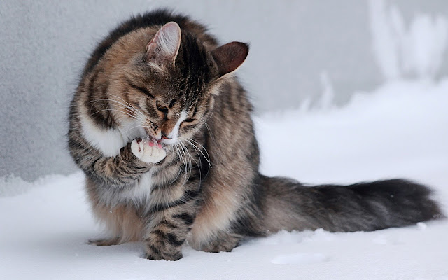 Kat ziet voor eerst sneeuw en heeft het koud