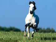 Beautiful Cute White Coloured Horse Pictures / Photos / Wallpapers / Running . (beautiful cute white coloured horse pictures photos wallpapers )
