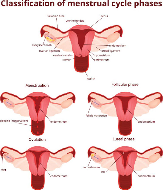 Bagaimana Proses Menstruasi yang Terjadi Setiap Bulan? Simak Artikel Berikut